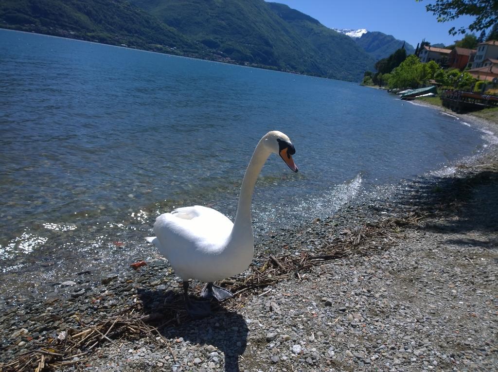 Venanzio! Apartment Pianello Del Lario ภายนอก รูปภาพ